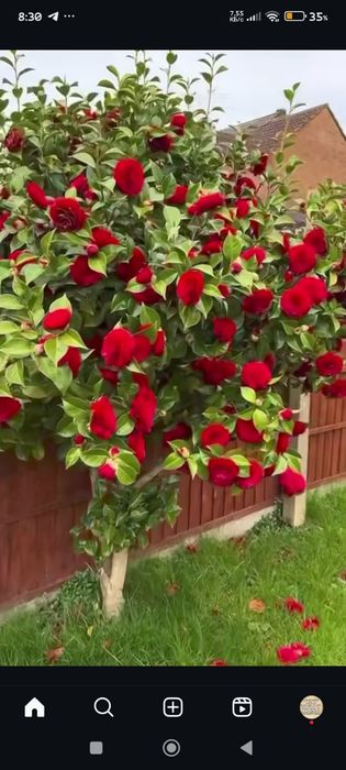 Камелия белый.красный розовый