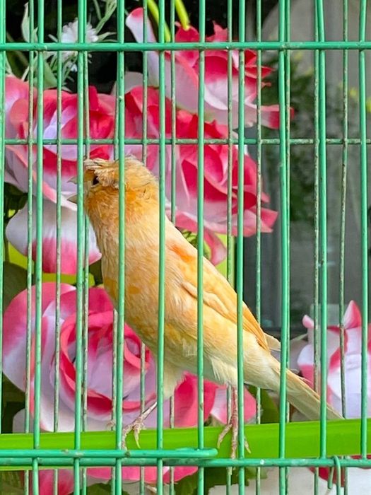 Канарейка шмель продам