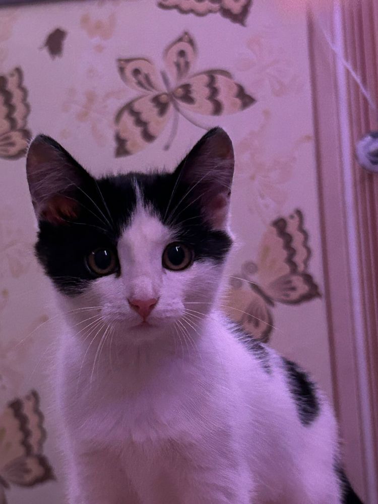 отдам  котят  даром
