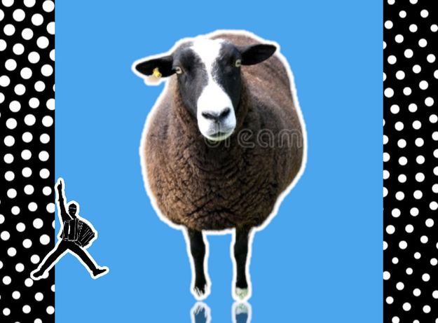 • Қой қошқар тоқты тұсақ саулық қозы овец баран овца кой козы КБ8