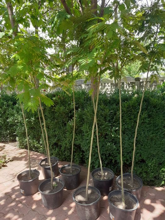 Paulonia tomentosa și arbori de matase