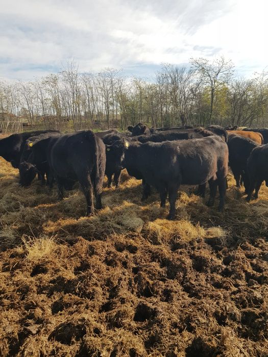 24 Vitele Gestante cu Certificat