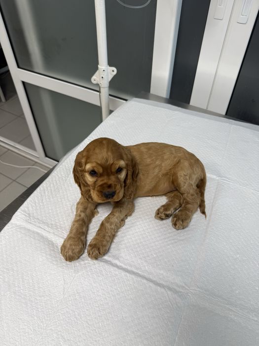 Кокер шпаньол чистокръвен