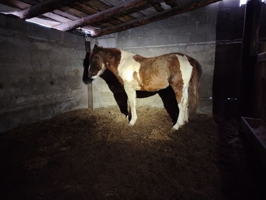 Семиз байтал сатылады