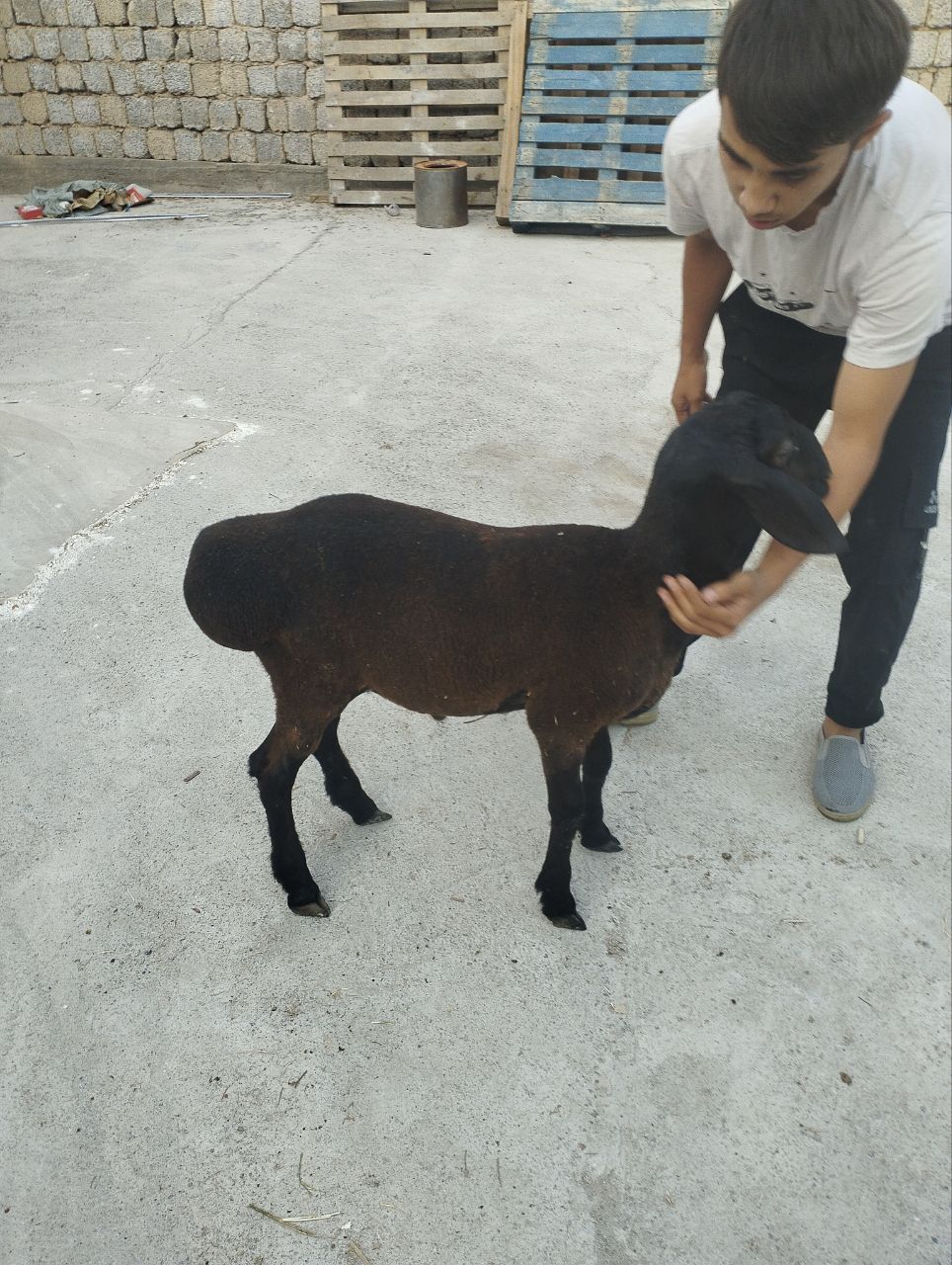 Qochqor qozila sotiladi