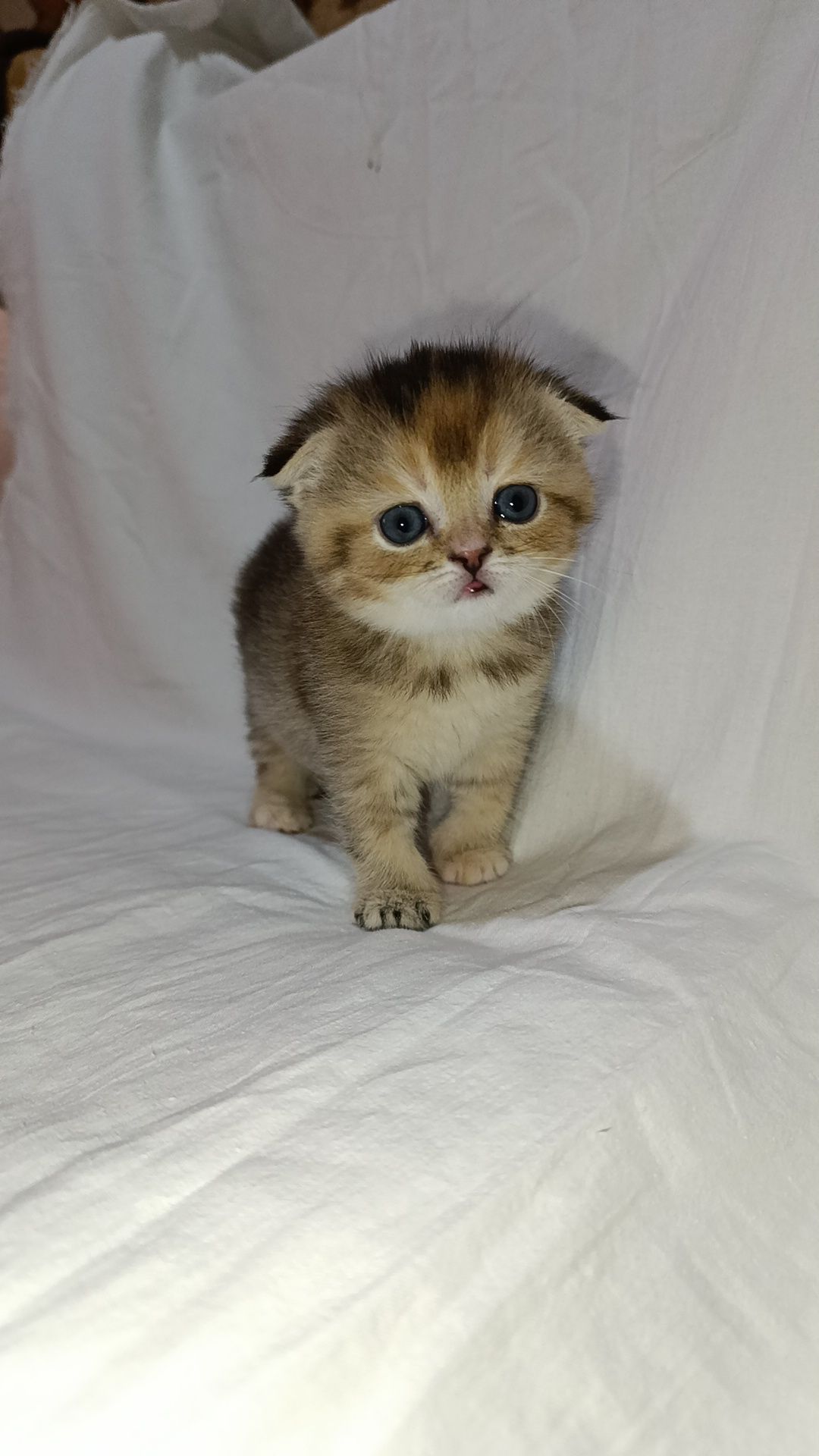 Продаеться котенок