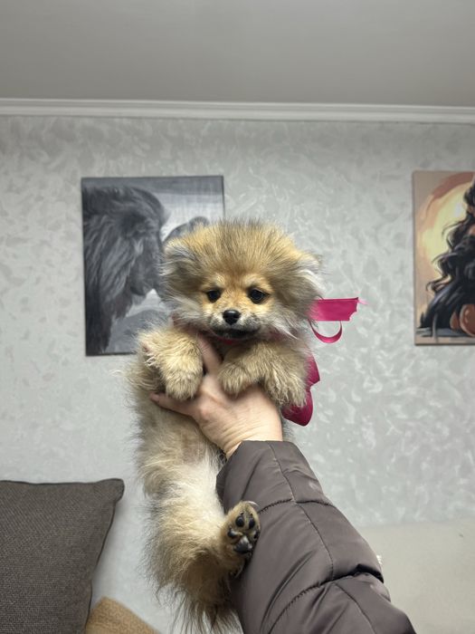 Продам шпица мальчика