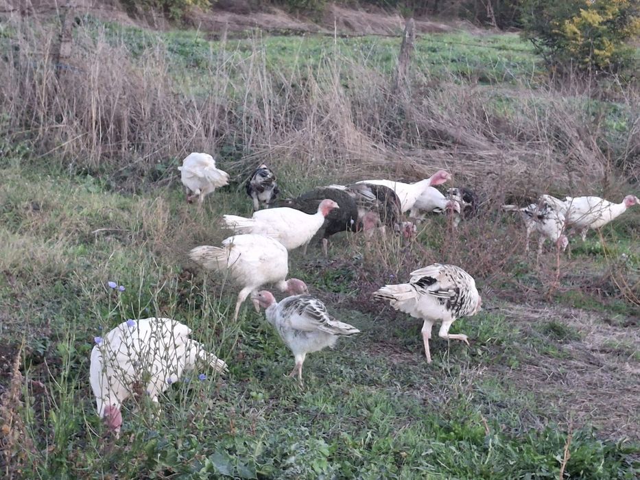 Домашни пуйки и пуяци