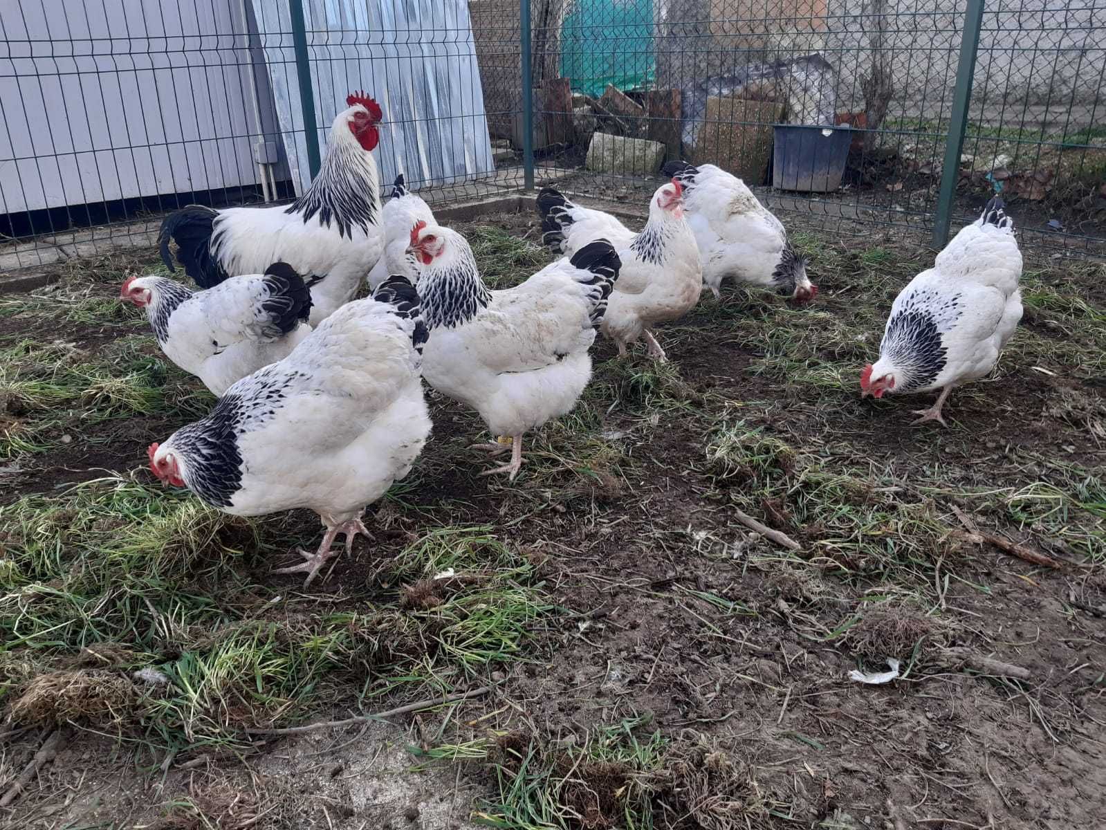 Familie de gaini rasa Sussex HD herminat deschis 5+1 varsta 2 ani