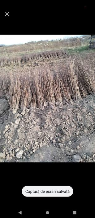 puieți de salcâm pentru împădurirea terenurilor degradate, agricole