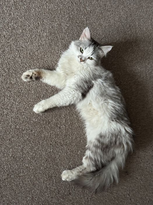 Отдам кота очень ласковый и не капризный