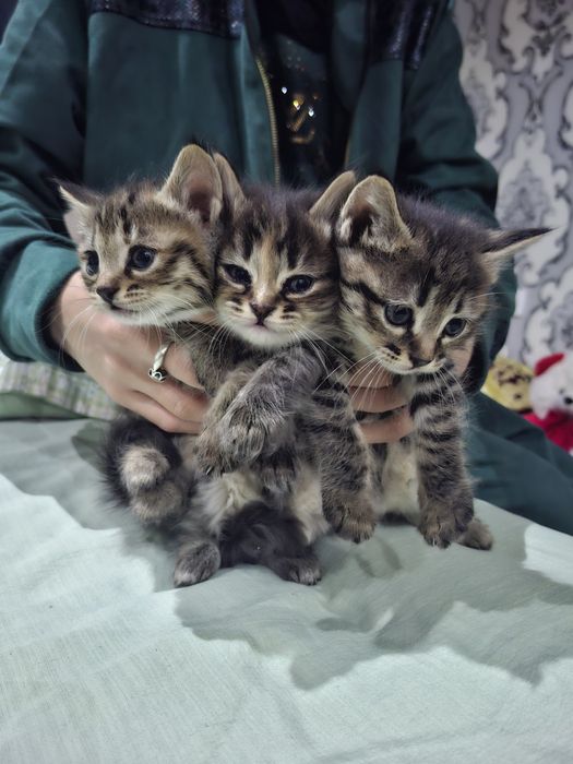 1.5 oylik mushukchalar