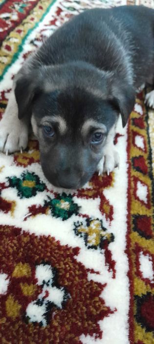 Отдам даром, щенок 2 месяца, активный, игривый, смышленый!