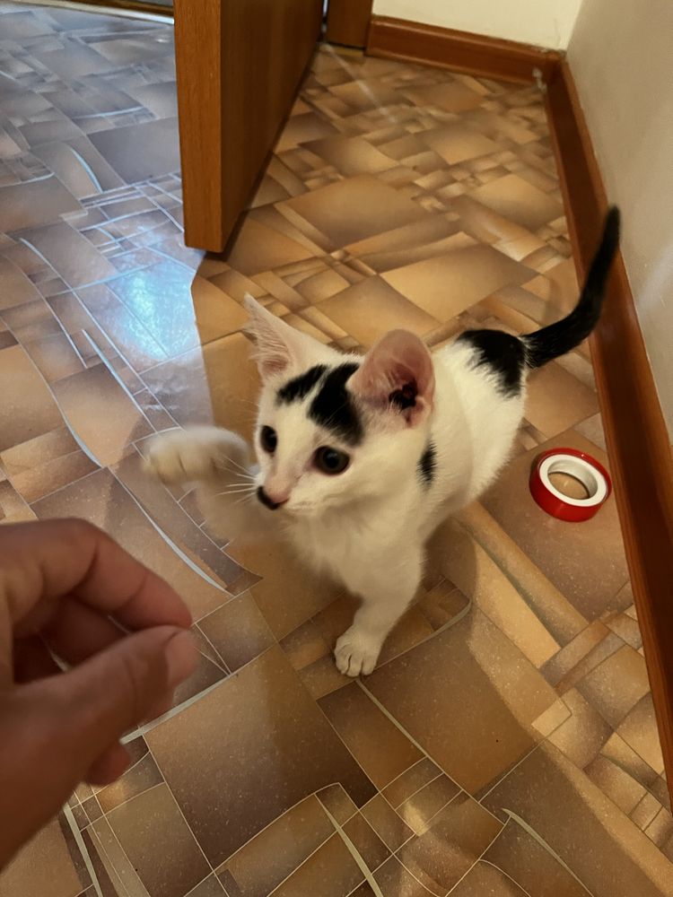 котенок бесплатно умный красивый.ақылды мысыш