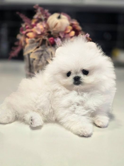 Pomeranian pedigree FCI - Top calitate