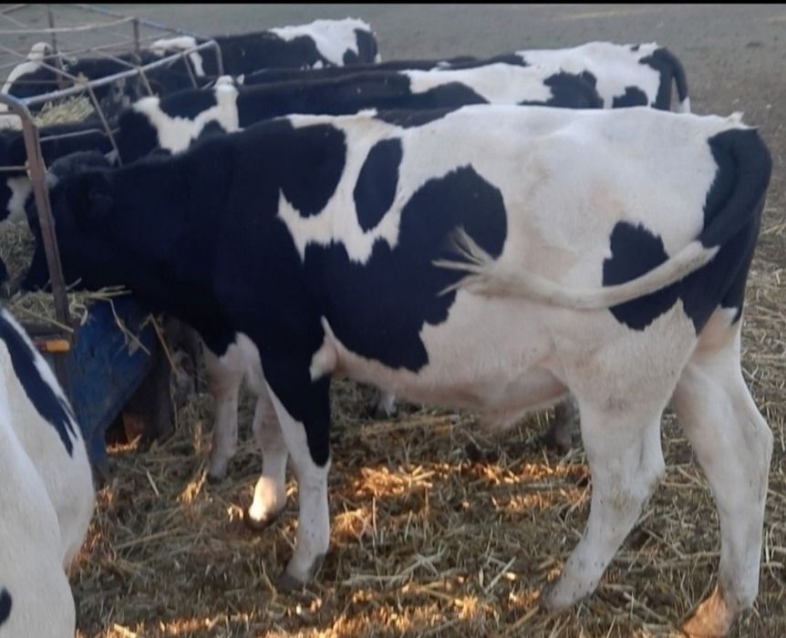 Tauri/ Tauri mari/ montă