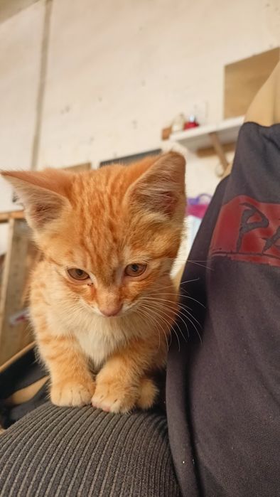 Хонаки (домашние) мушук боласи