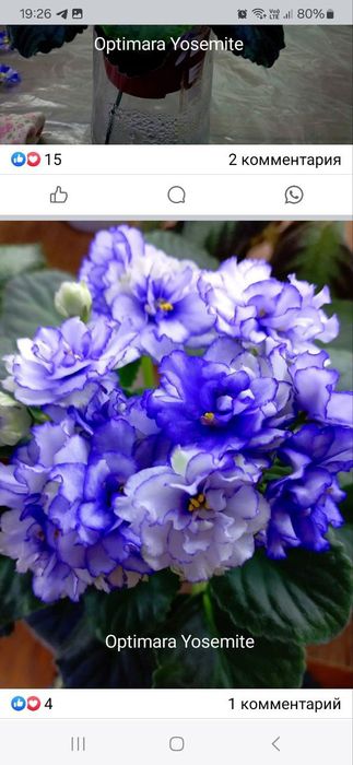 Продам детки сортовых фиалок, глоксиний