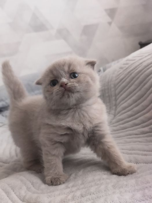 Шотландский мальчик