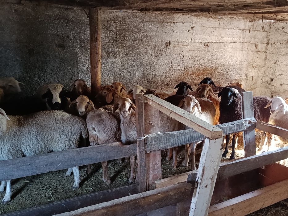 Қой сатылады  Бараны на продаже