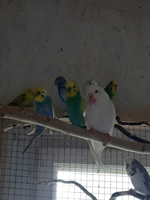 Papagali perusi din mini-voliera