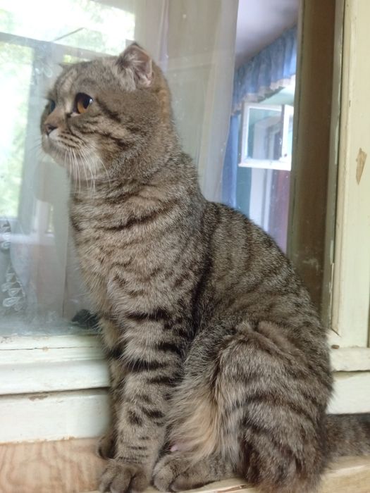 Продается кошка девочка 1 год пародистая британский веслаух