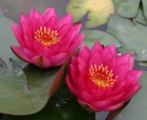 Plante pentru Iaz, Nuferi, Irisi, Papura, Zambile