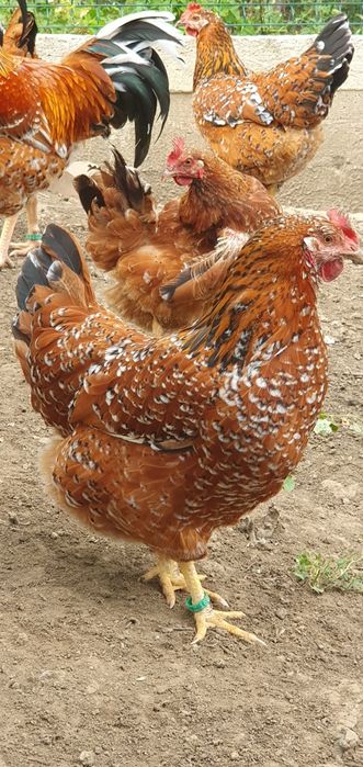 Pita pinta porțelan FAMILIE