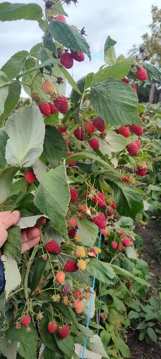 Vindem drajoni de zmeură