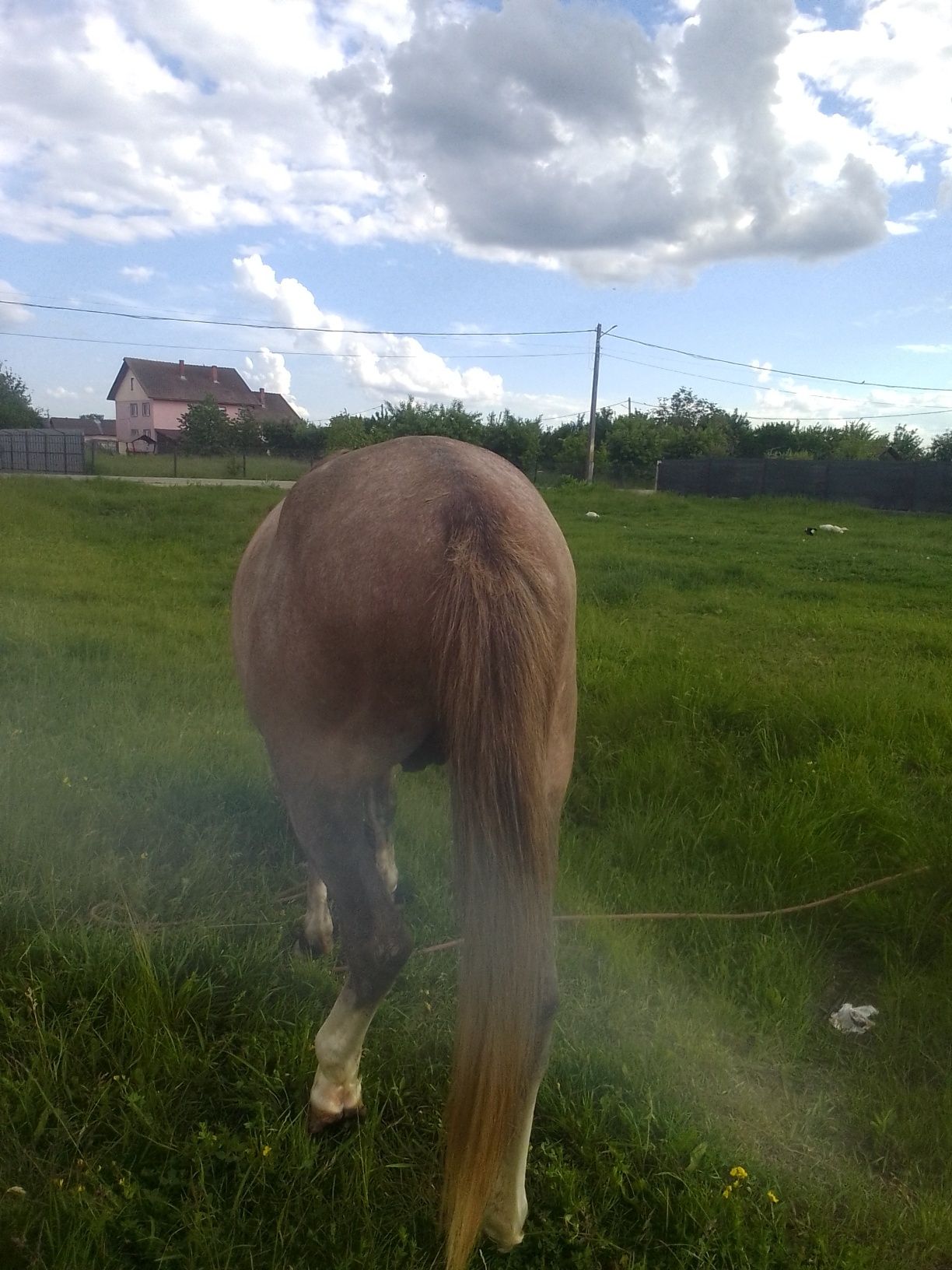 Cai de vânzare comuna Dănești sat Bucureasa