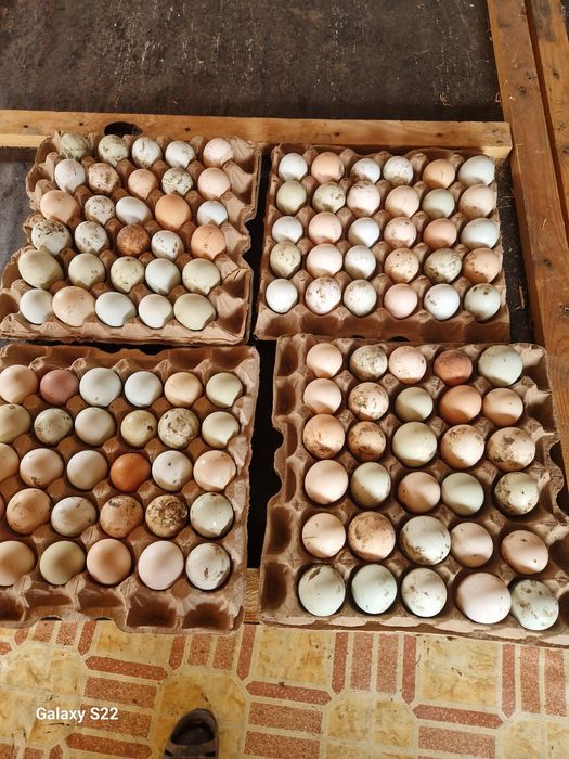 Яйца домашние ,свежие.