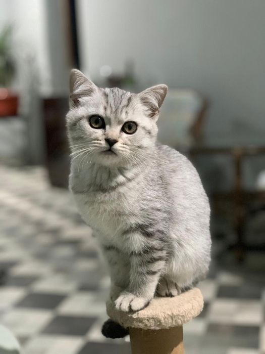 Pisicuta Scottish Straight / British