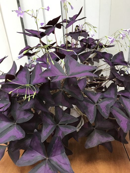 Продам комнатные цветы