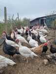 Продавам яйца от пуйки