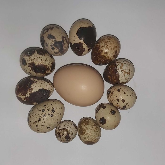 Oua de prepelita