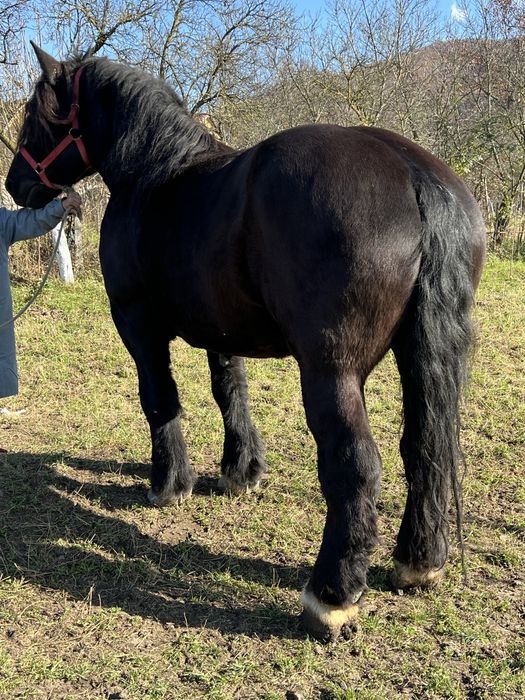 Iapa 6 ani 1.78 inaltime gestanta ‼️1000kg foarte blanda