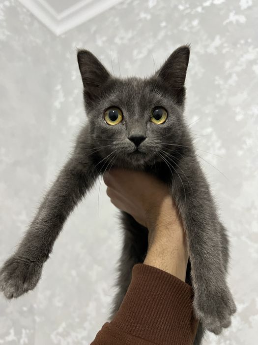 Русская Голубая кошка