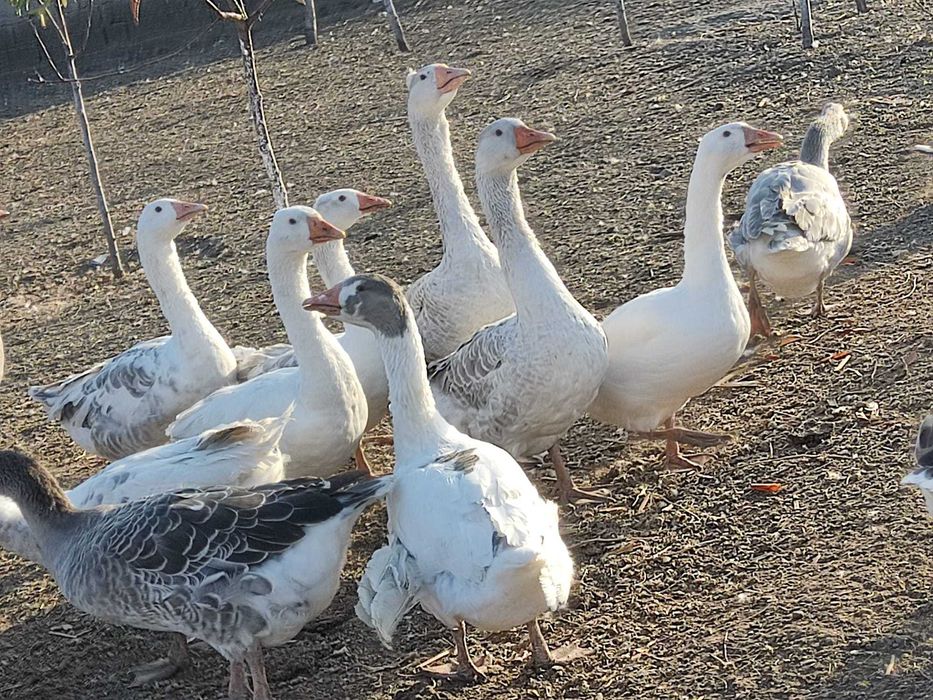 Gâște tinere și sănătoase – rasa mixtă, crescute natural