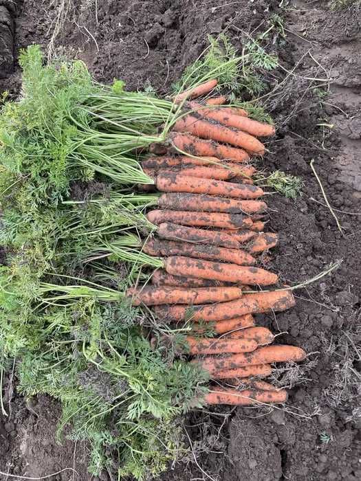 Vand morcovi Calitate I - in cantitate mare