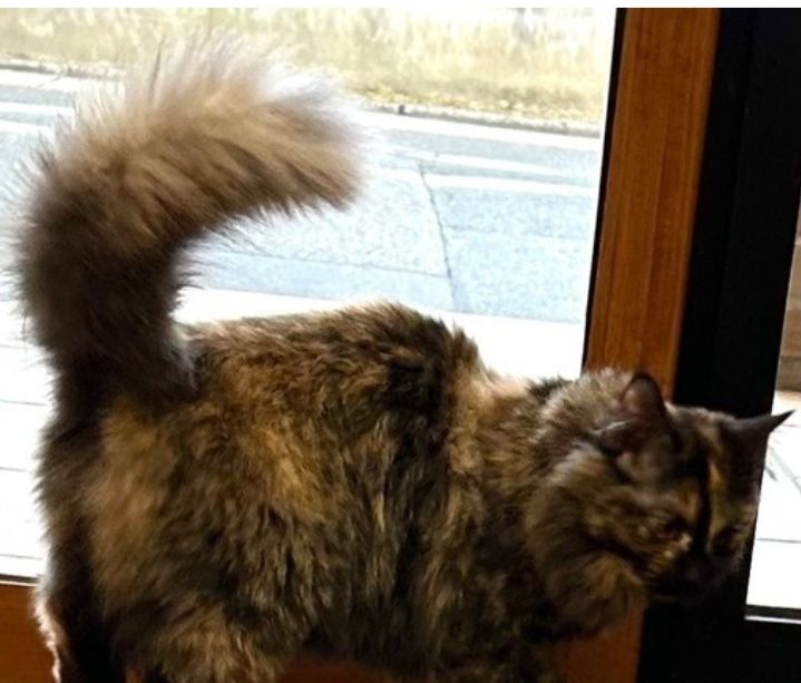 Zotli juddaayam aqilli mushuk sotiladi