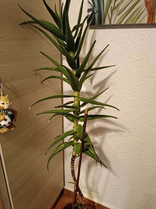 Vând aloe frumoasă