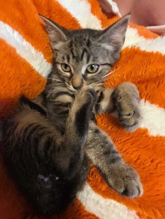 Puiuti dragalasi de pisica, spre adoptie