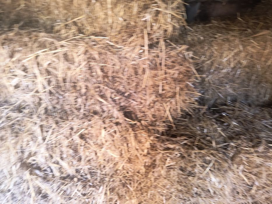 Vând baloți de paie de orzoaica