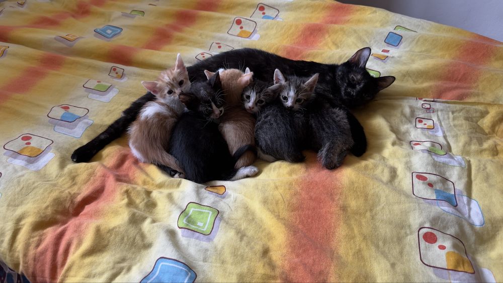Pisici spre adoptie