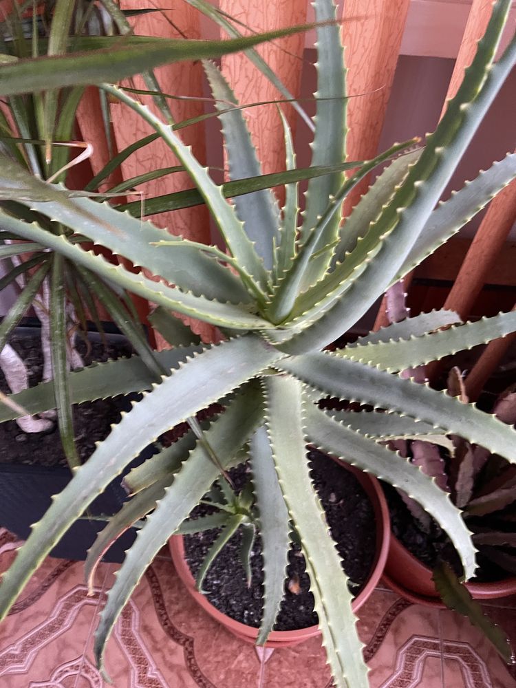 Aloe Vera planta