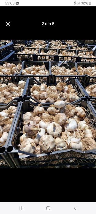 Usturoi de pus în pământ și consum