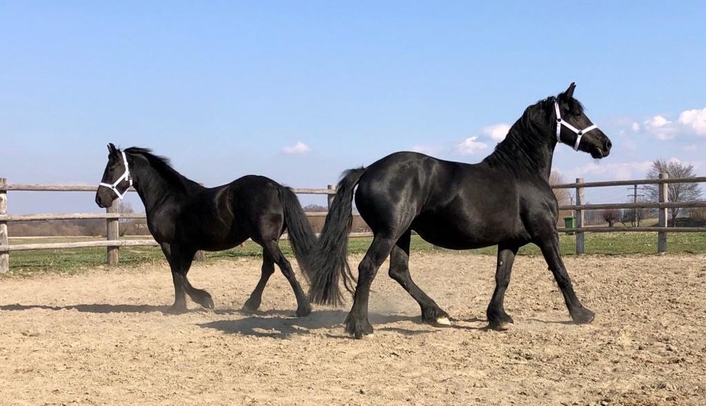 Iepe Friesian iapa iepe Frizian