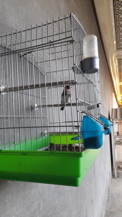 Yengi savala sotiladi