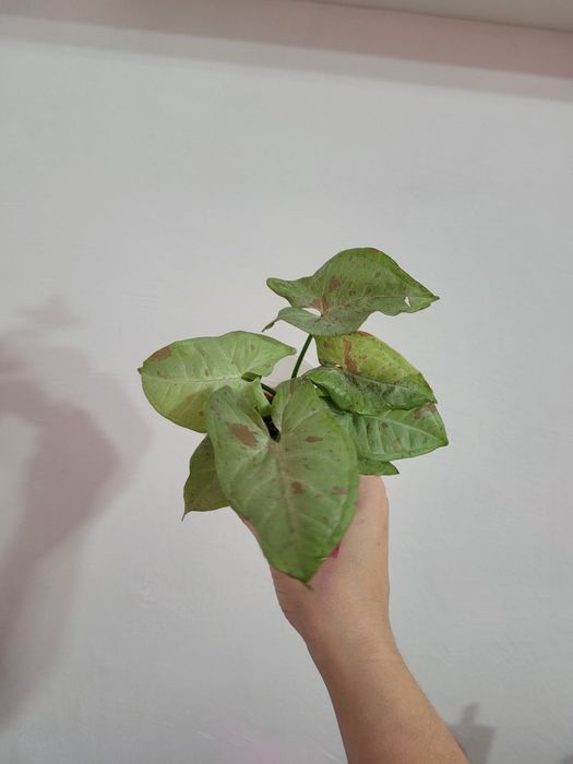 Продам комнатное растение -  сингониум (конфетти, империал вайт)