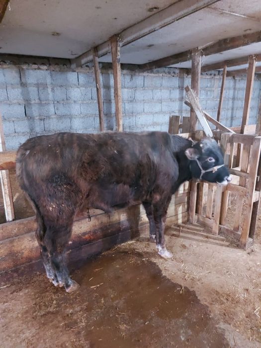 Продам бычков 5 шт